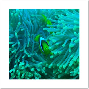 Nemo Fish and Sea Anemone Posters and Art